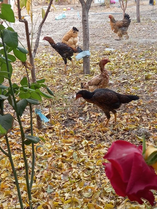 Брама ва куланги товуклар