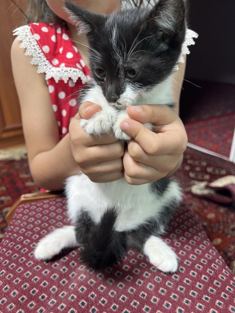 Mushukcha oq va qorali
