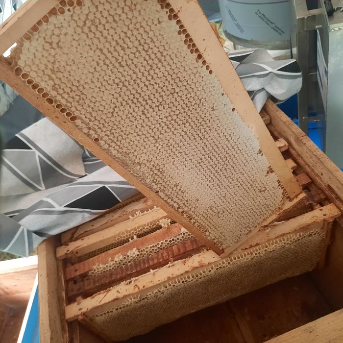 Miere de albine din producție proprie