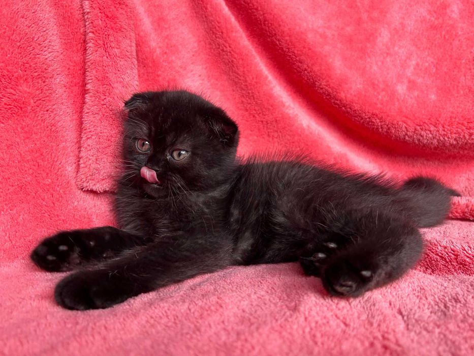 Motănel Scottish Fold, culoare ciocolată neagră, poze reale, Pedigree