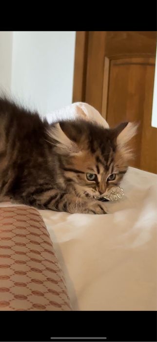 Pisica british longhair tabby