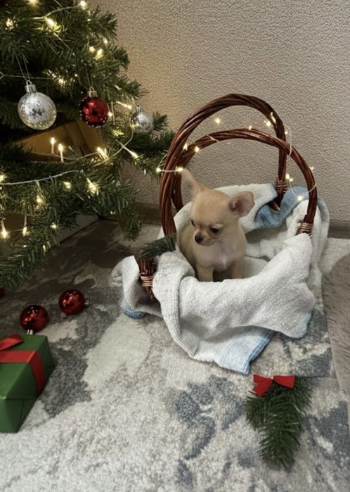 Чихуахуа бебета Момче и Момиче