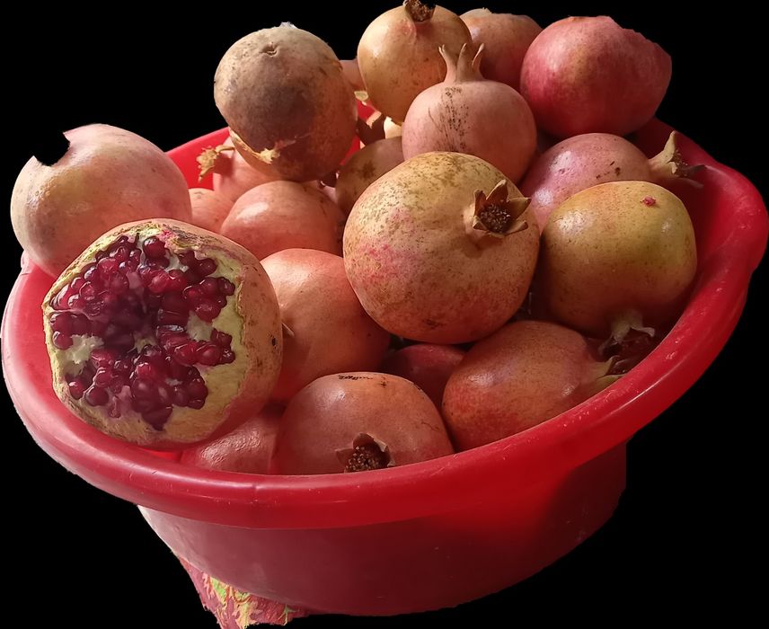 Qip QIZIL ANOR eng Sara