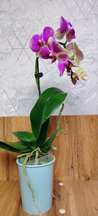 Продам Орхидеи Phalaenopsis