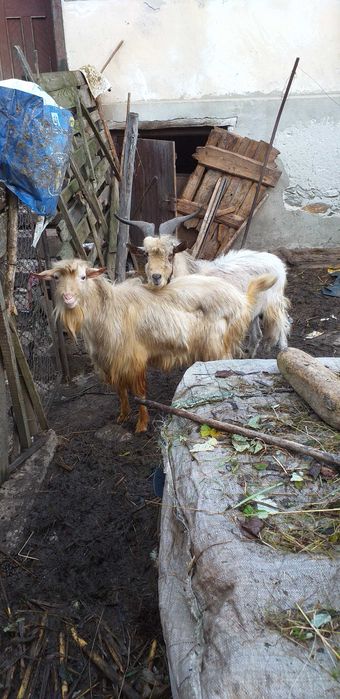 Vând 2 țapi de 2 ani