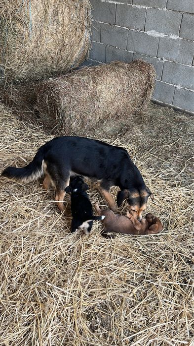 Donez catei de curte