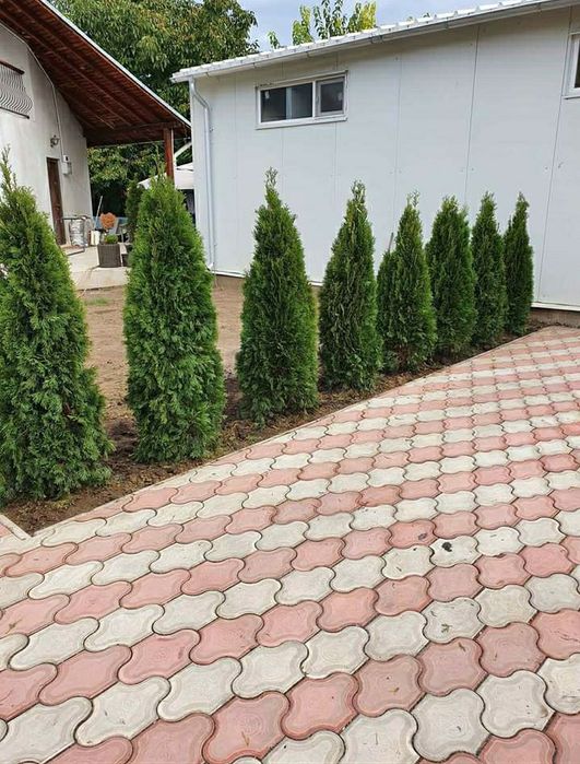 Tuia smarald smaragd diferit dimensiuni