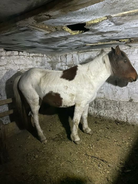 Бие Сатылады буаз