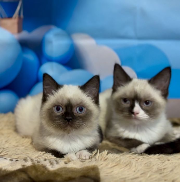 Рагдол    Регдол