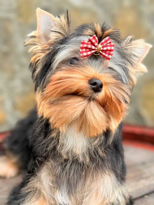 Красиво момиче с родословие