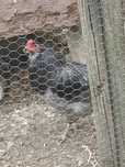 Vand cososi din rasa Araucana