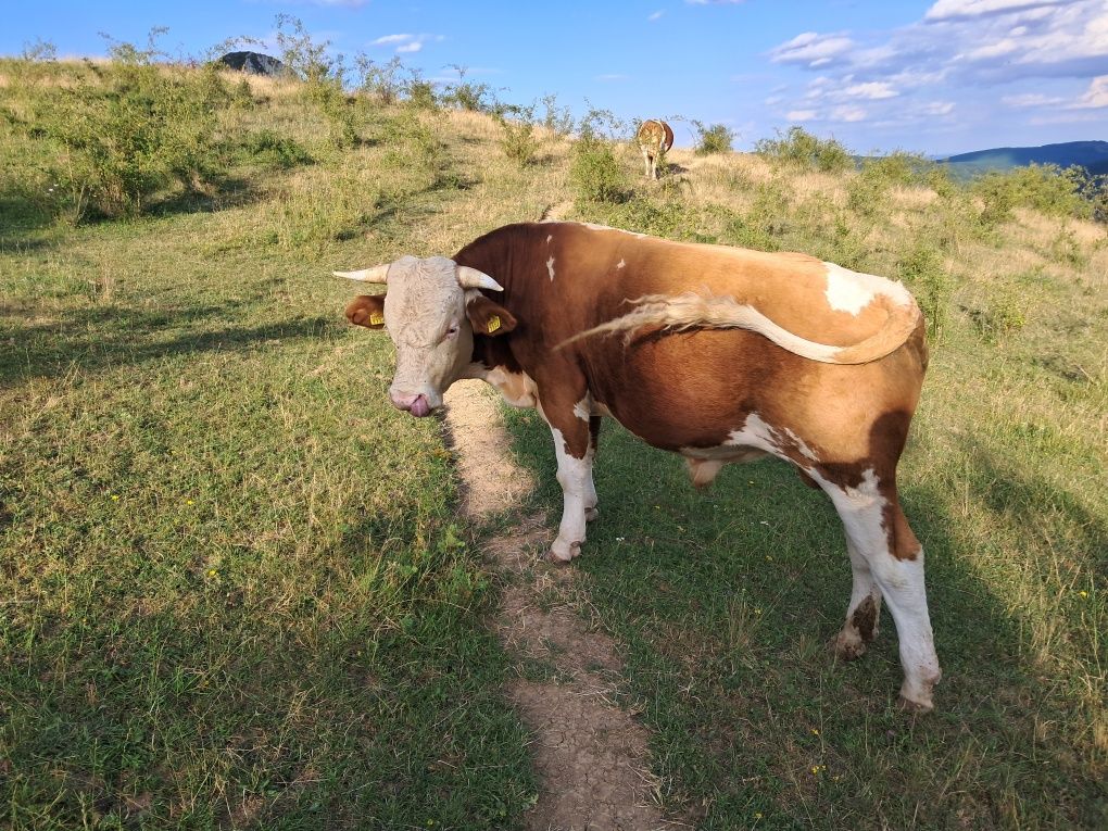 Taur de.  vanzare