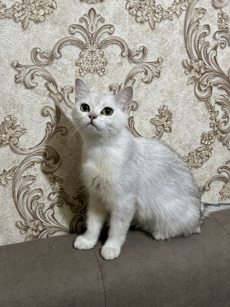 Серебристая шиншилла