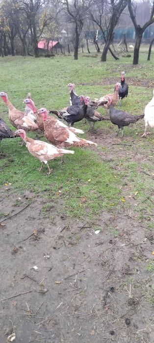 Vand curci si curcani