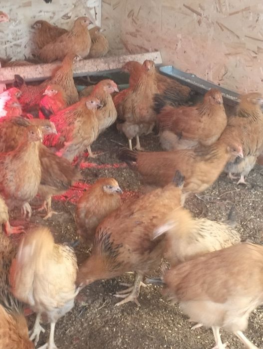 Продаются молодые курочки Кучинская Юбилейная