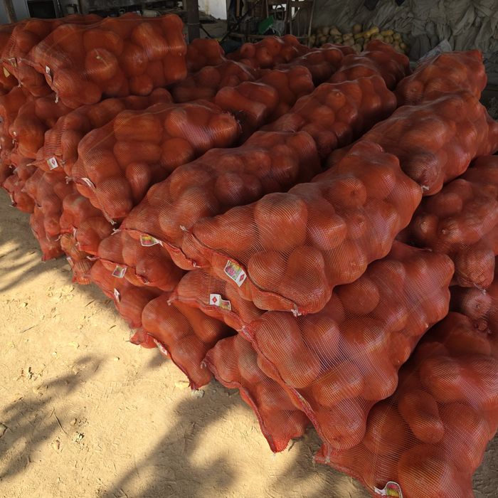 Тыква (аскабак) индийский сорт