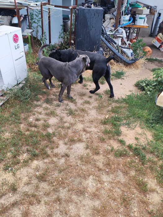 Кане Корсо кутрета cane corso