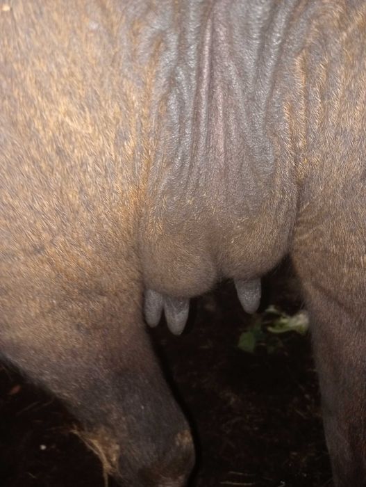 Bivoliță de vânzare. 9000 Lei negociabil.