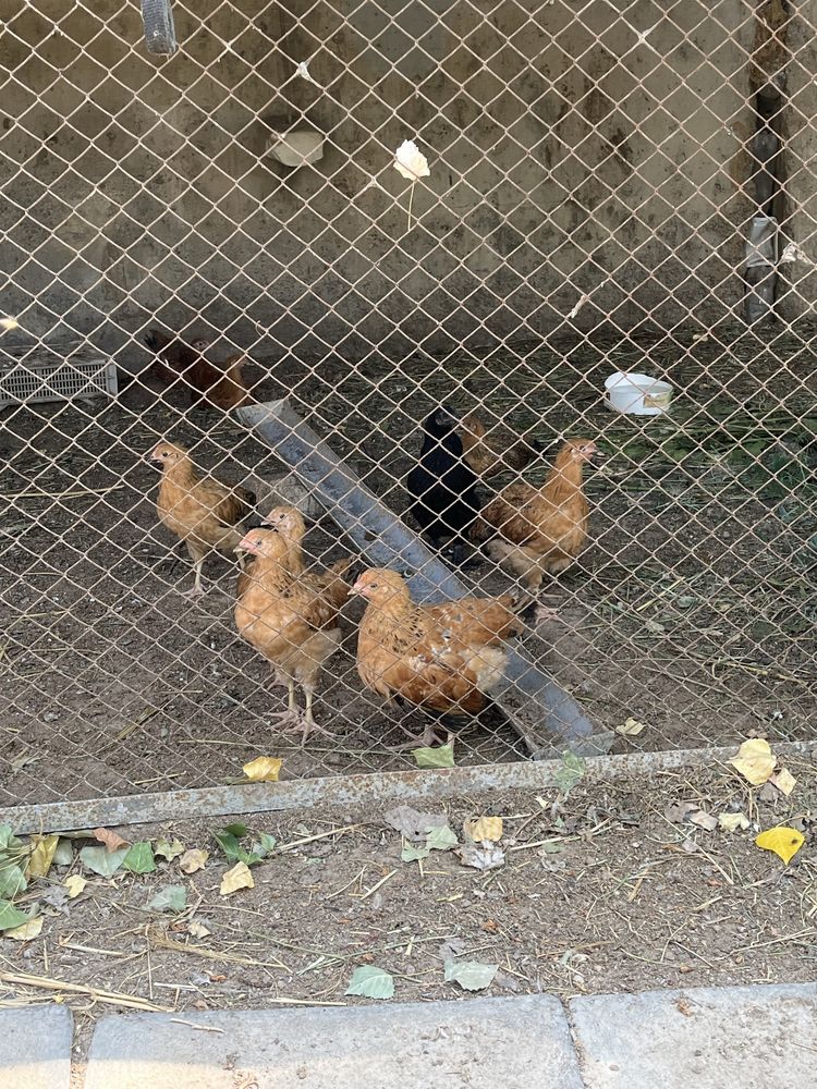 2,5 айлық кучин балапандары