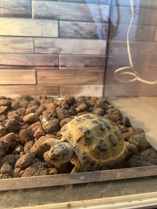 Продам сухопутную черепаху