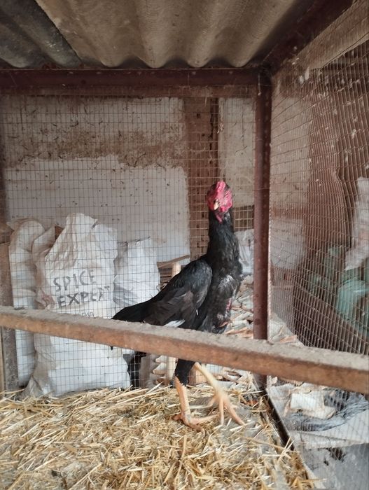 Bobo xoroz tovuq sotiladi