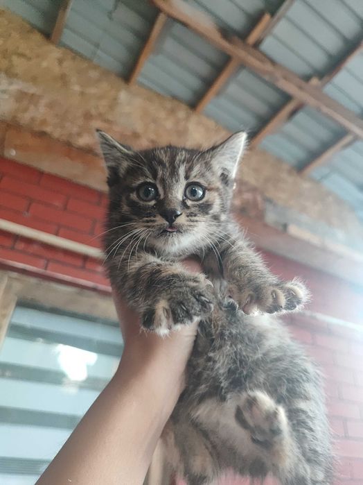 Два котёнка ищут дом!