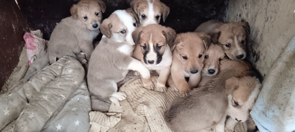 Щенята. Для охраны