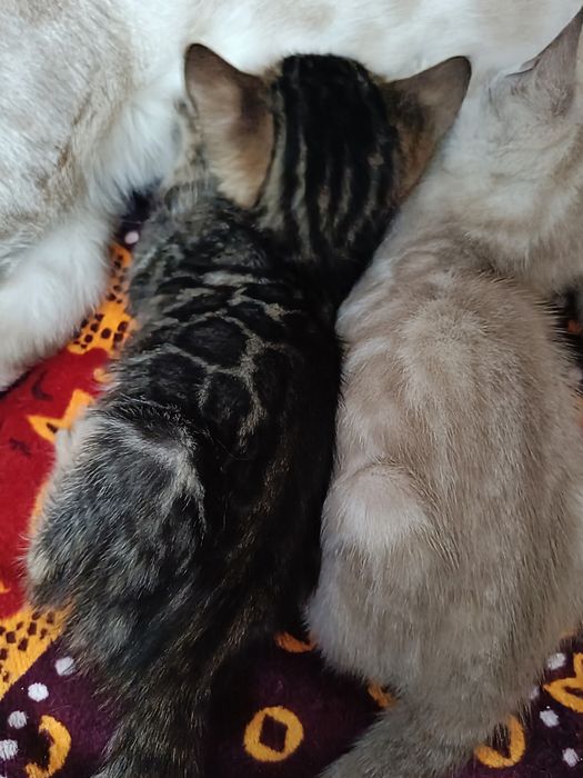 Бенгальские котята