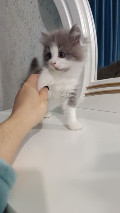 Продаётся котёнок скотиш страйт девочка