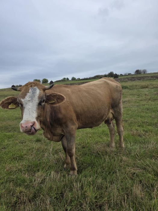 Junincă de 3 ani cu lapte
