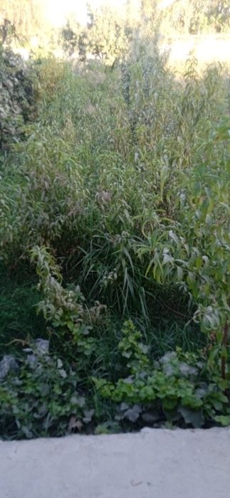 Shaftoli nexol sotiladi