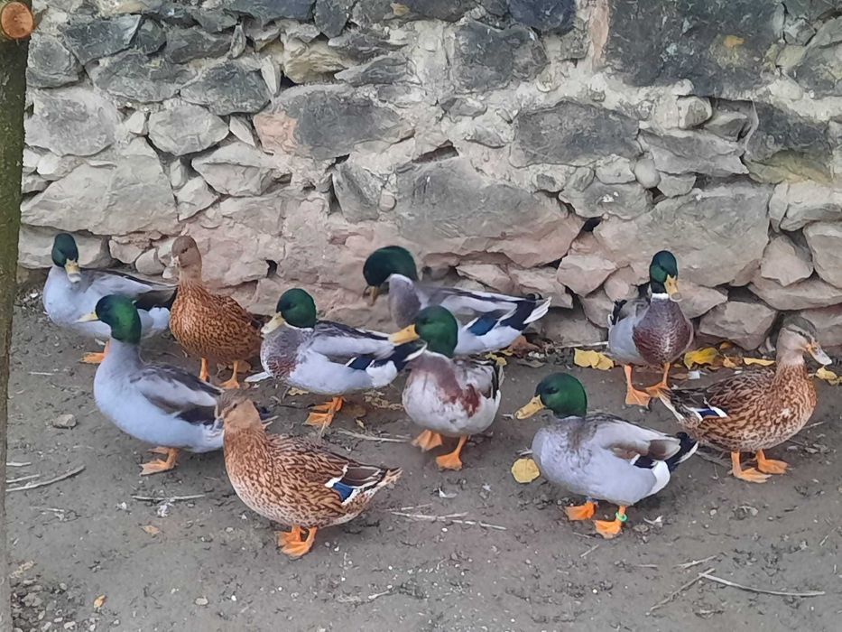 Rate salbatice (4 ratoi disponibili)