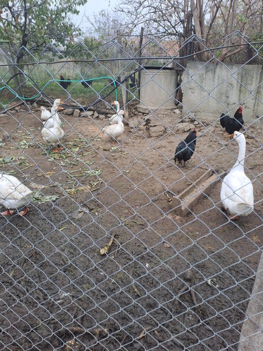 Гъски Линда - оплодени яйца