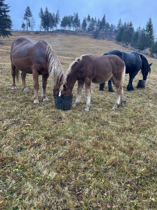 Manz semigreu ( armasar )