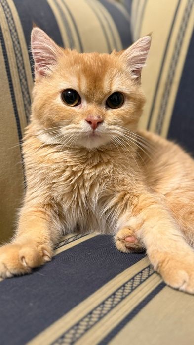 Motan British Shorthair Golden