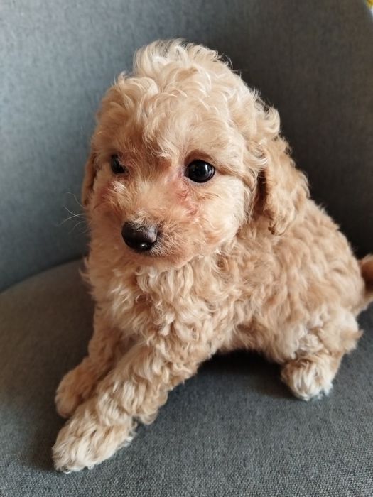 Toy/Mini poodle Той/Мини пудел