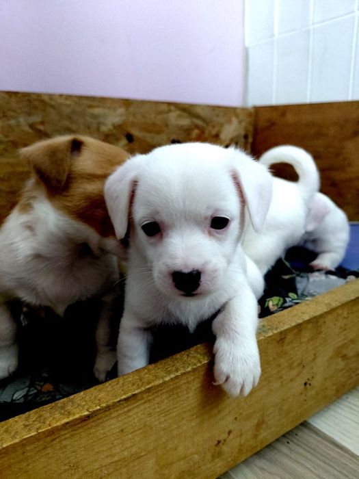 Продавам Джак ръсел териер