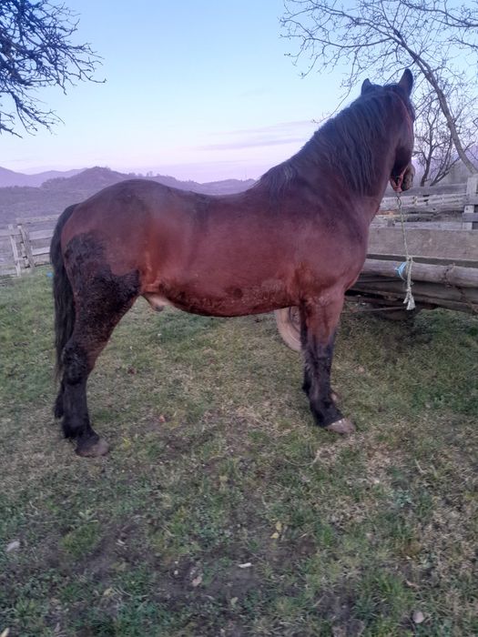 Vând cal bun de lucru