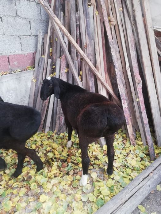 Продам откормленных баранов