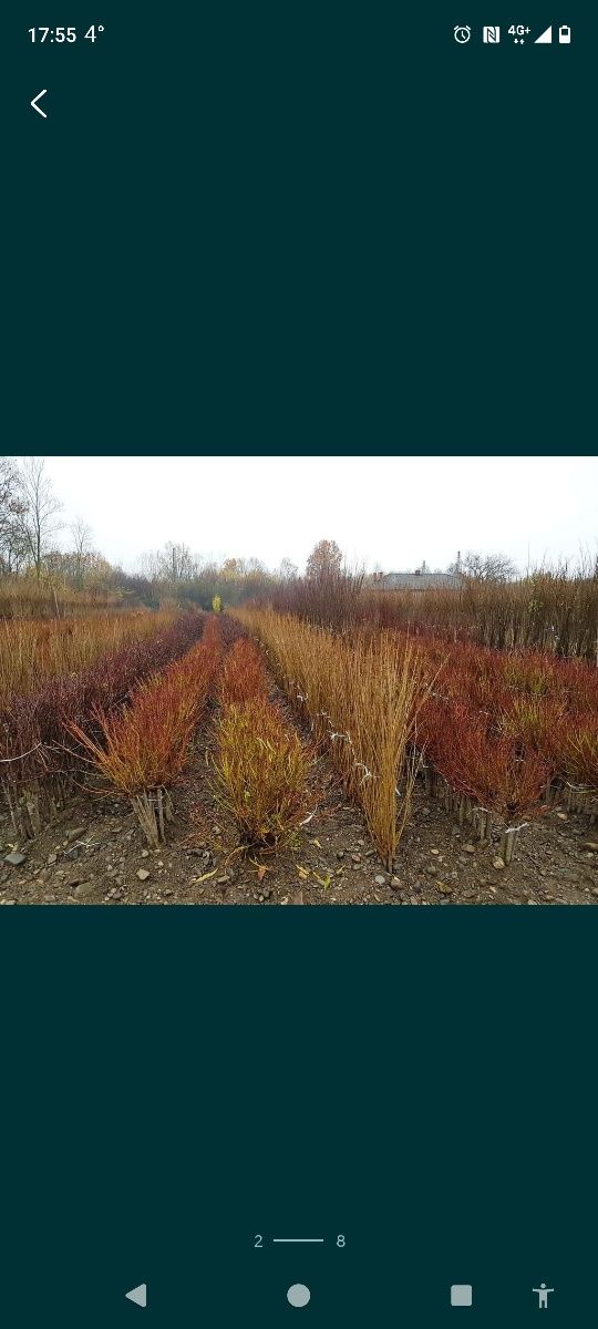Pomi fructiferi, vița de vie cu un larg asortiment de soiuri și specii