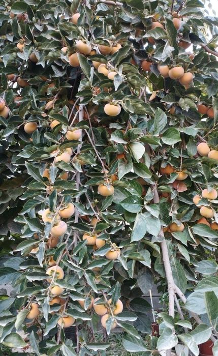 Продается лепешечная хурма