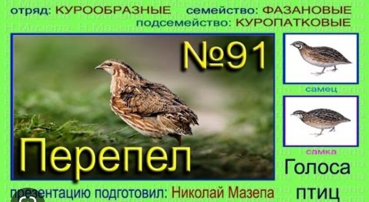 Bedana jòja xòrozlari bor