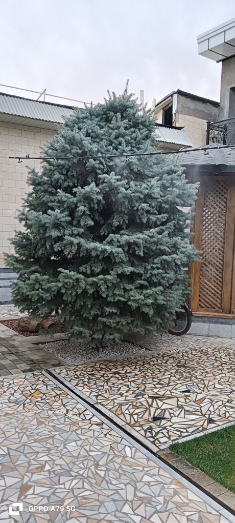 Продается голубая ель 3.5метра.
