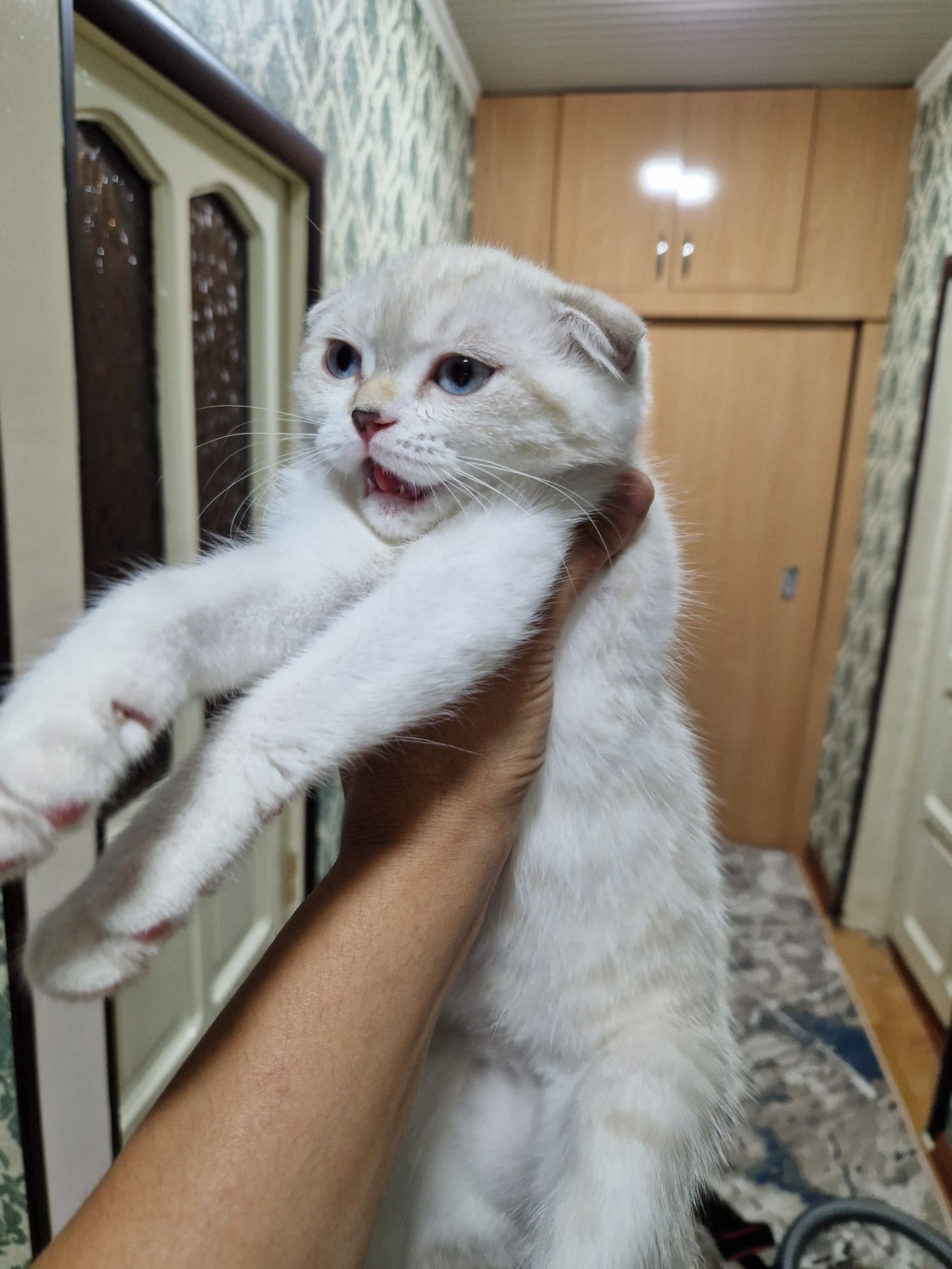 Шиншилла фолд киз