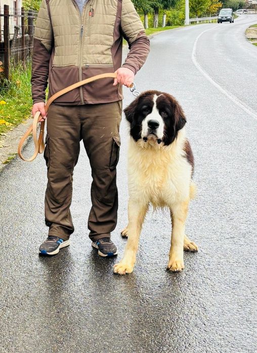 Ciobănesc Românesc de Bucovina