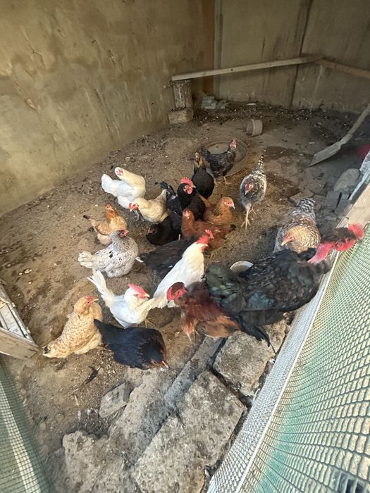 Тауык сатам.     .