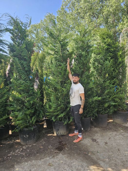 Spirale pon pon magnolia laur englezesc Photinia brazi pini enupar