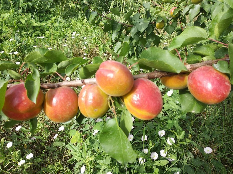 Урик  ранней. Кур содик. Гулинги.