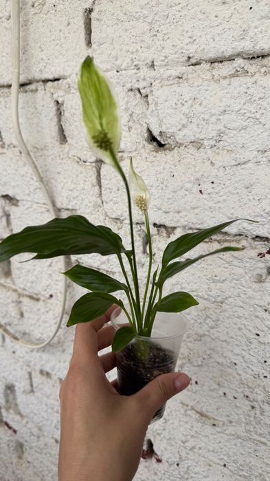 Женское счастье, спатифилум, комнатные растения