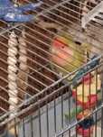 Vând urgent papagalul iubirii (Agapornis) femela Julieta + cușcă cu  j
